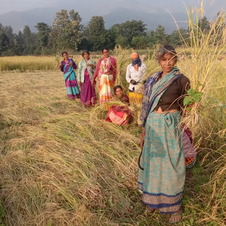 Reisbäuerinnen in Indien