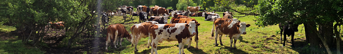Kühle auf dem Feld