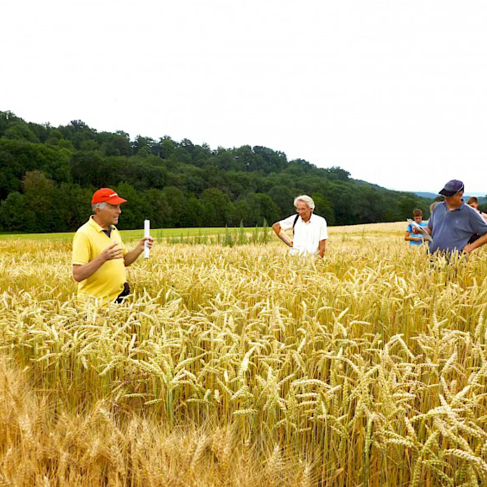Getreidezüchter im Feld